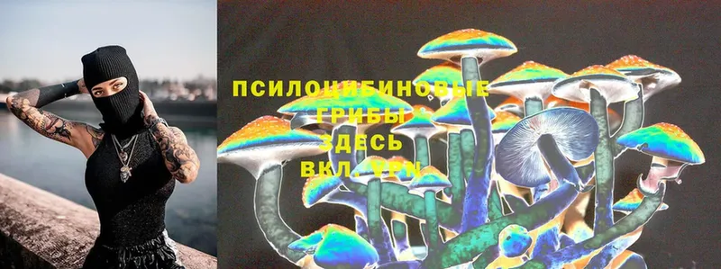 Псилоцибиновые грибы Psilocybe  Трубчевск 